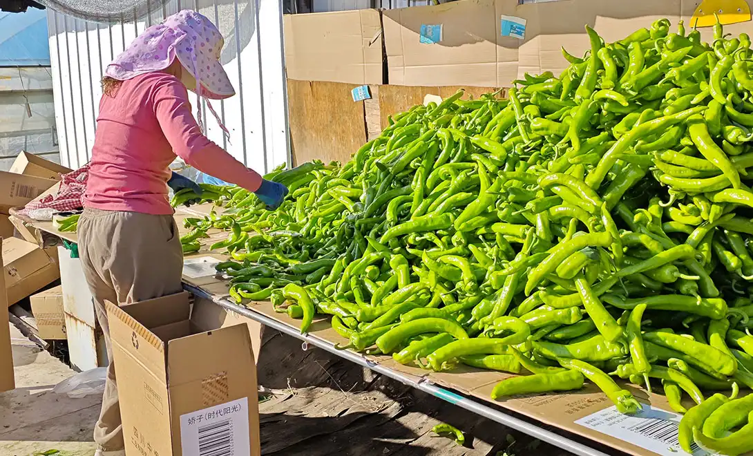 How do peptides help reduce yellowing virus in cucumbers or peppers？